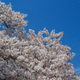 Illustration for article titled Cherry Blossom Festival Tour Bus